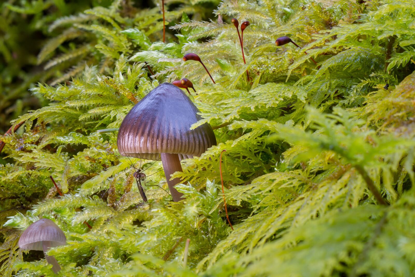 Canon EOS 7D sample photo. Mushroom, moss, mosquito photography