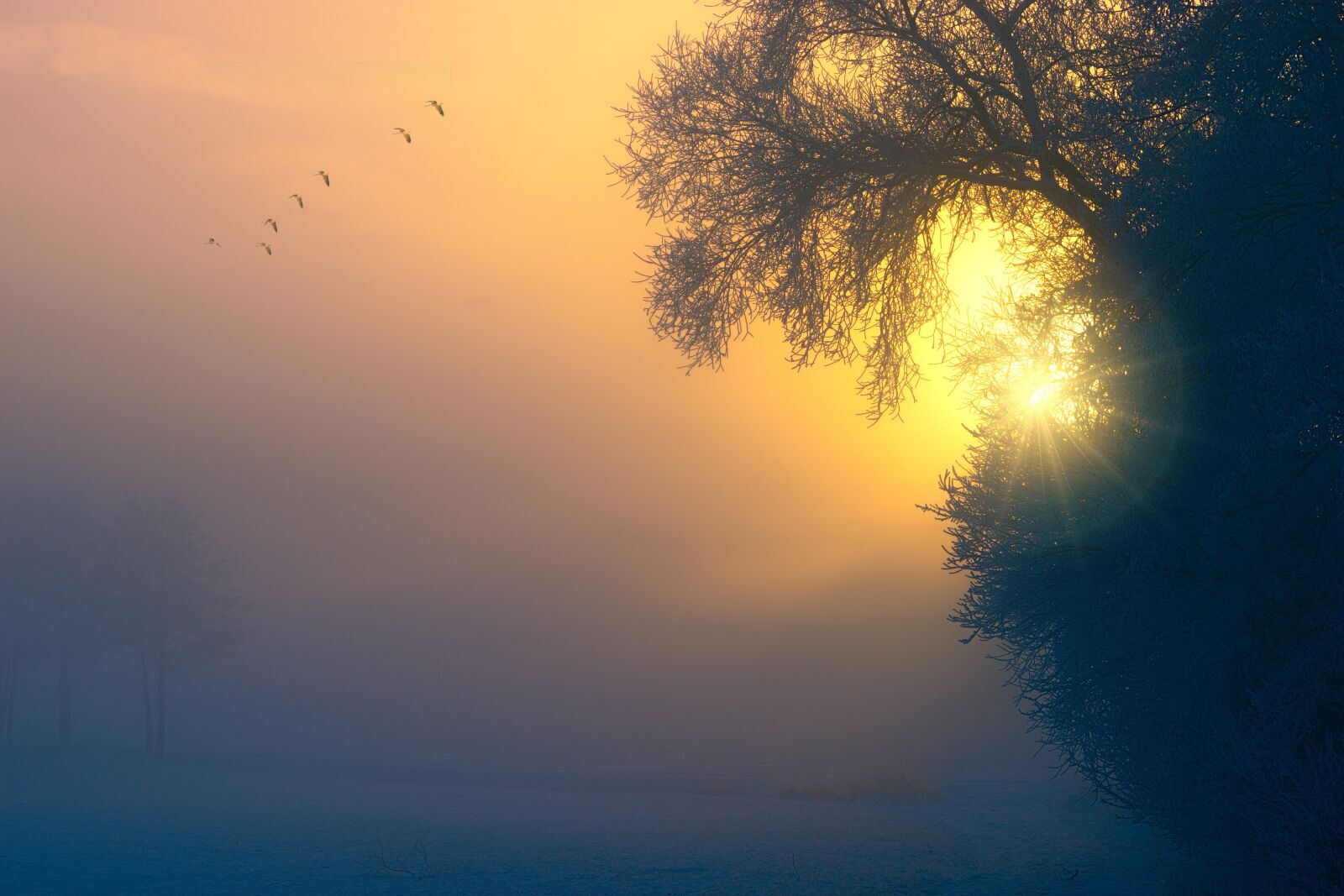 Sony a7 + Sony DT 50mm F1.8 SAM sample photo. Fog, dawn, birds photography