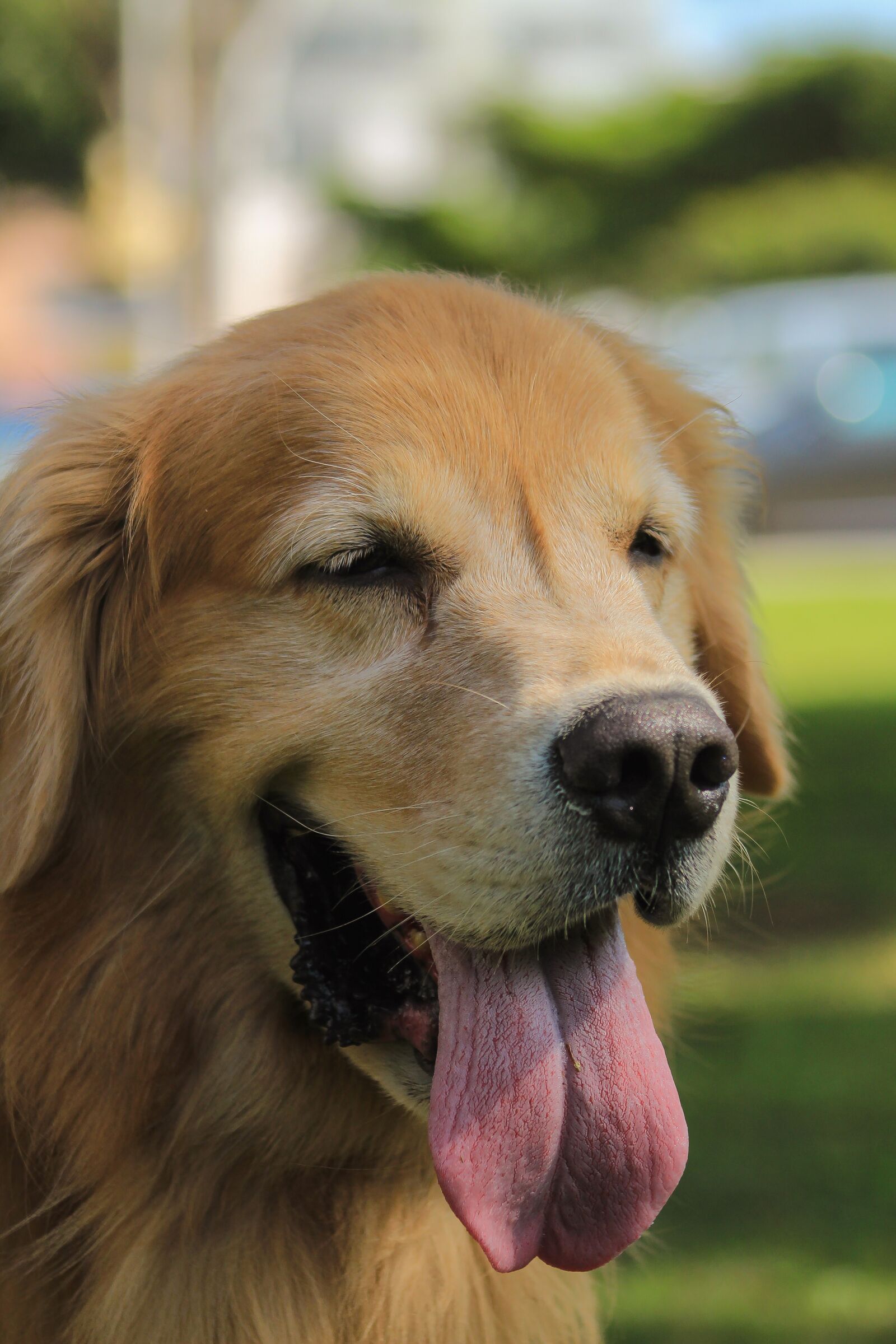 Canon EOS 1300D (EOS Rebel T6 / EOS Kiss X80) sample photo. Golden retriever, profile, dog photography