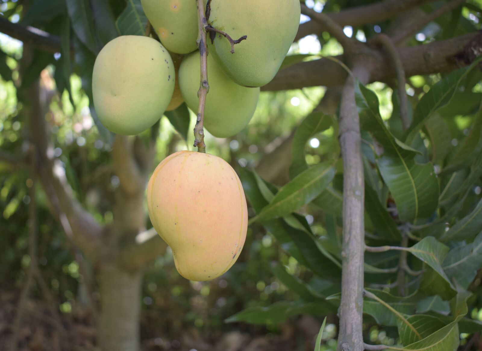Nikon D5300 sample photo. Mango, fruit, tropical photography