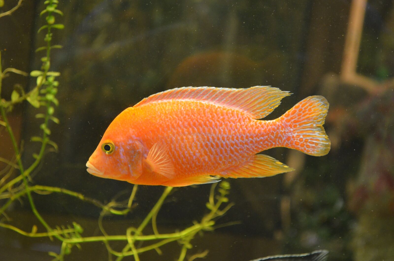 Nikon D5100 sample photo. Fish, orange, water photography