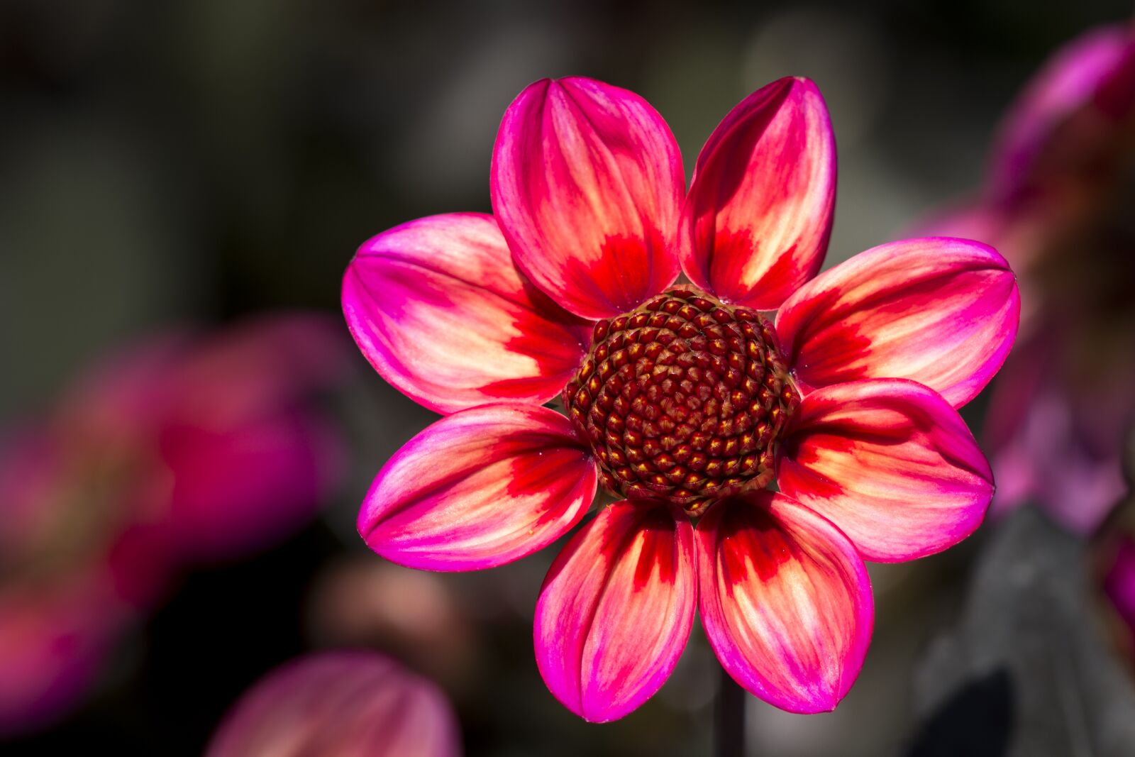 Canon EOS 7D sample photo. Dahlia, blossom, bloom photography