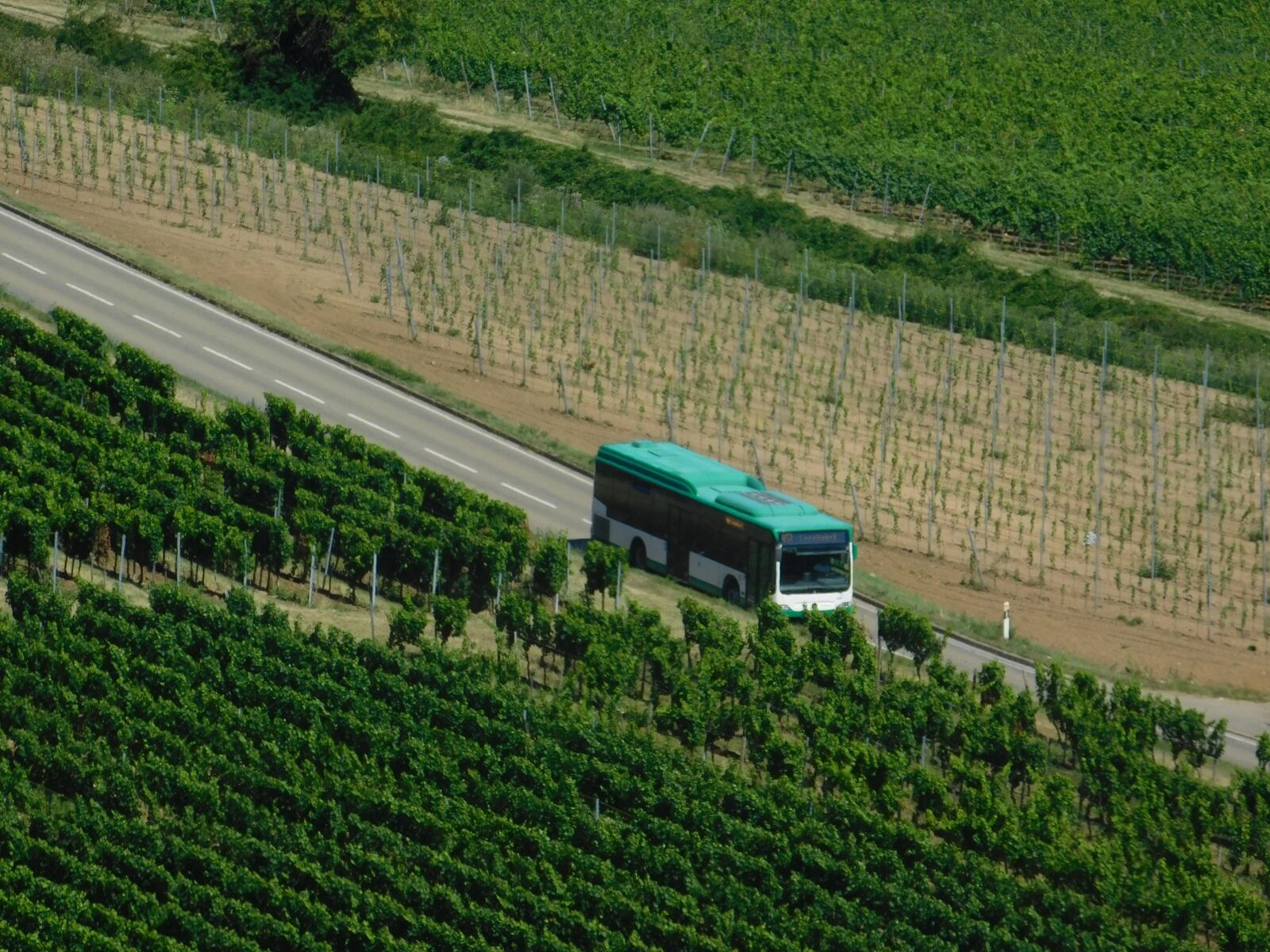 Nikon Coolpix B500 sample photo. Bus, vineyard, vineyards photography