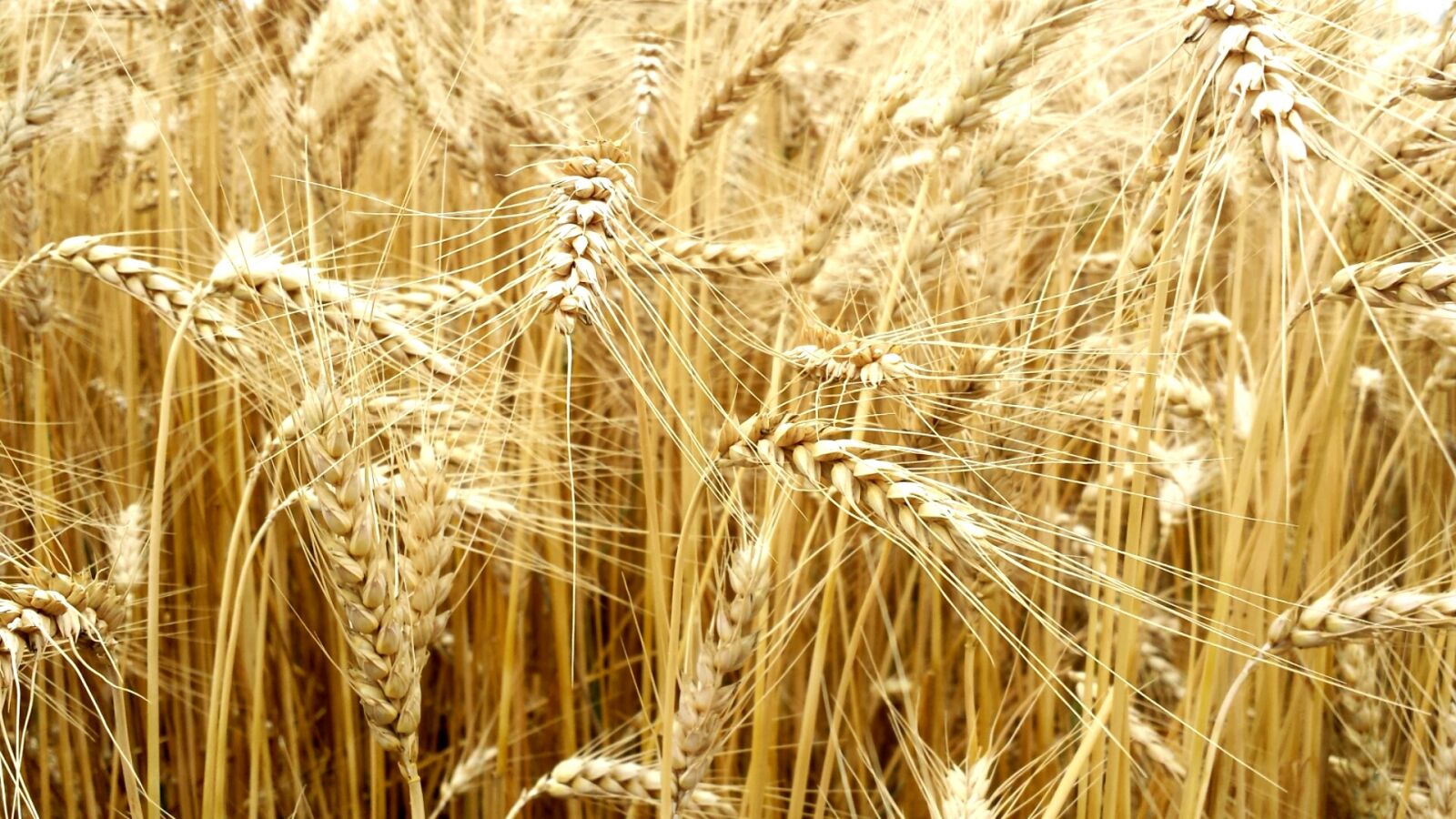 Samsung Galaxy S4 sample photo. Cereals, full value, wheat photography