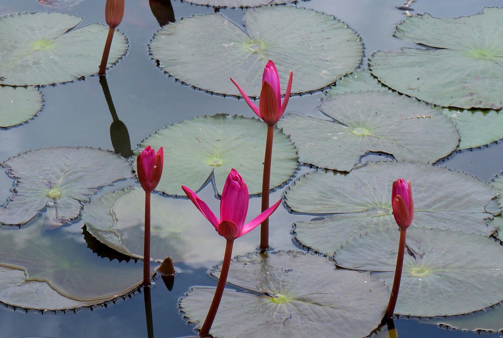 Sony Alpha NEX-F3 + Sony E 18-55mm F3.5-5.6 OSS sample photo. Flower, lily, pink photography