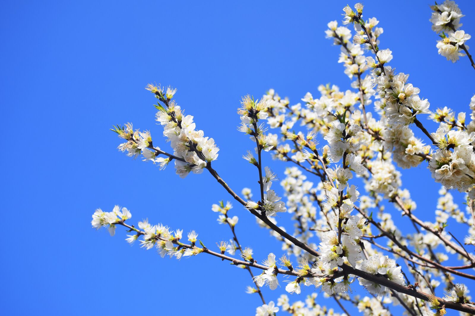 Nikon D3300 sample photo. Apricot, white, blue photography