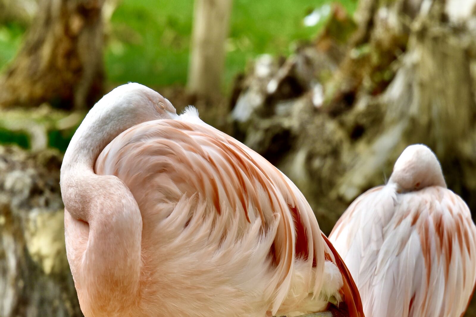 Nikon D810 sample photo. Flamingo, pink, bird photography
