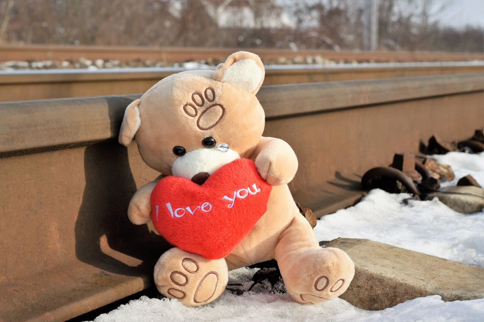 Nikon D5600 sample photo. Teddy bear crying, stop photography