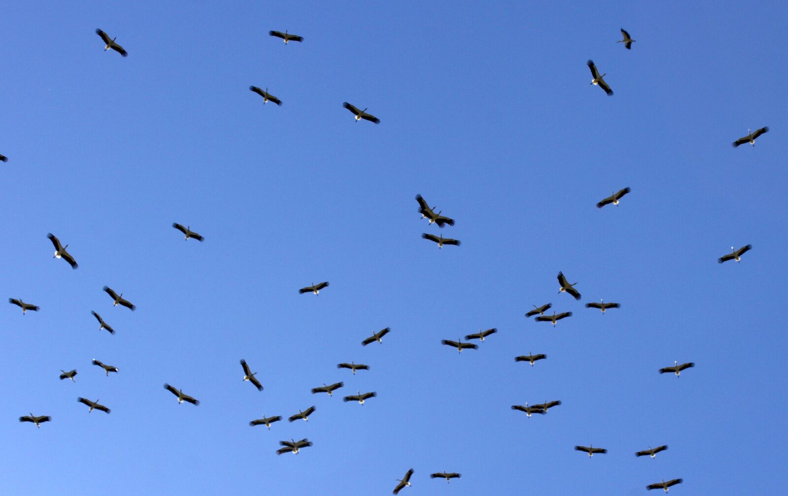 Canon EOS 700D (EOS Rebel T5i / EOS Kiss X7i) sample photo. Stork, stol, birds photography