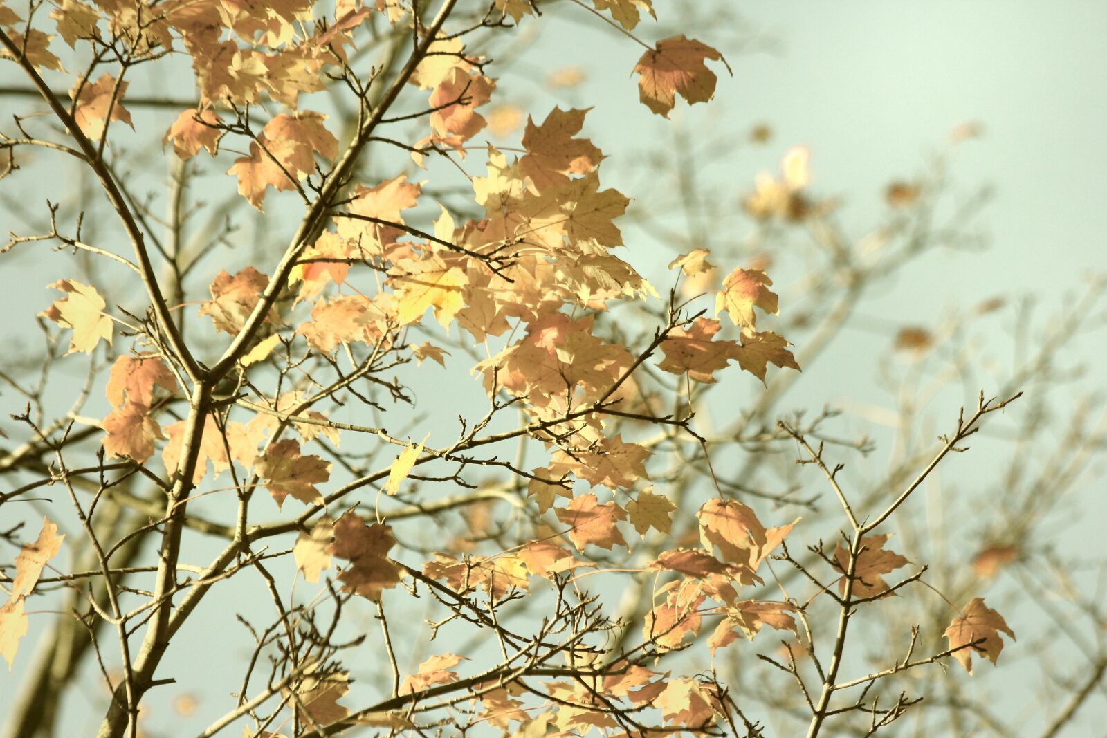Canon EOS 60D + Canon EF 70-300mm F4-5.6 IS USM sample photo. Fall, autumn, leaves photography