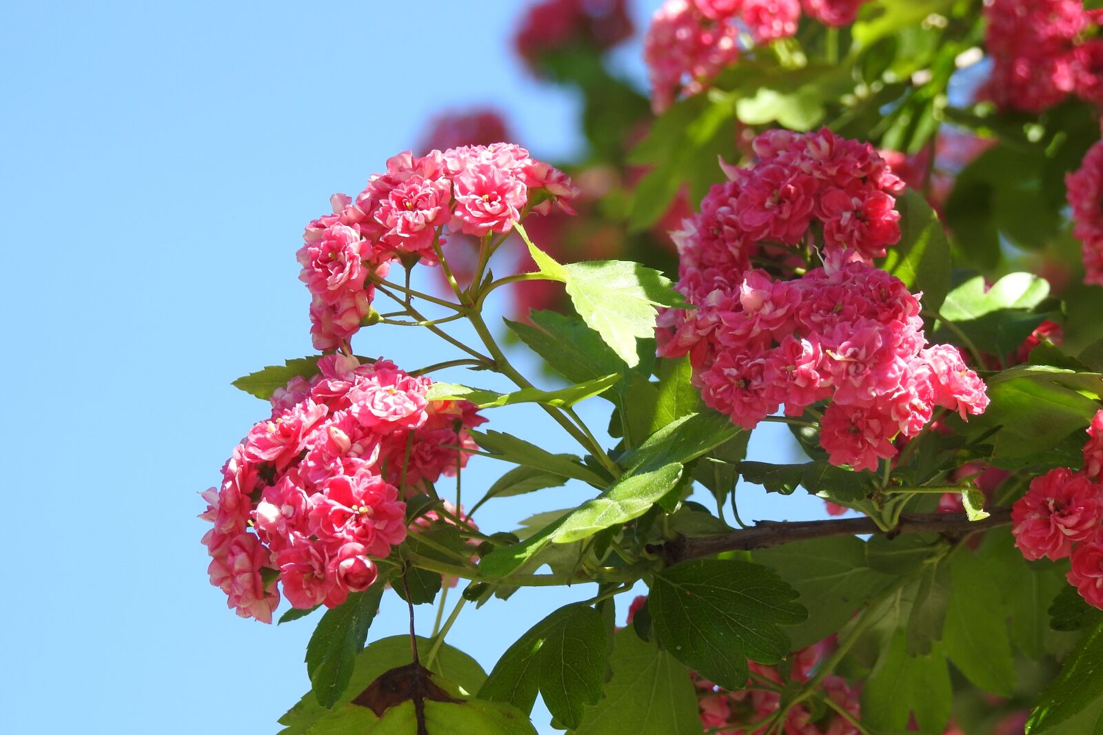 Nikon Coolpix P900 sample photo. Nature, plant, flower photography