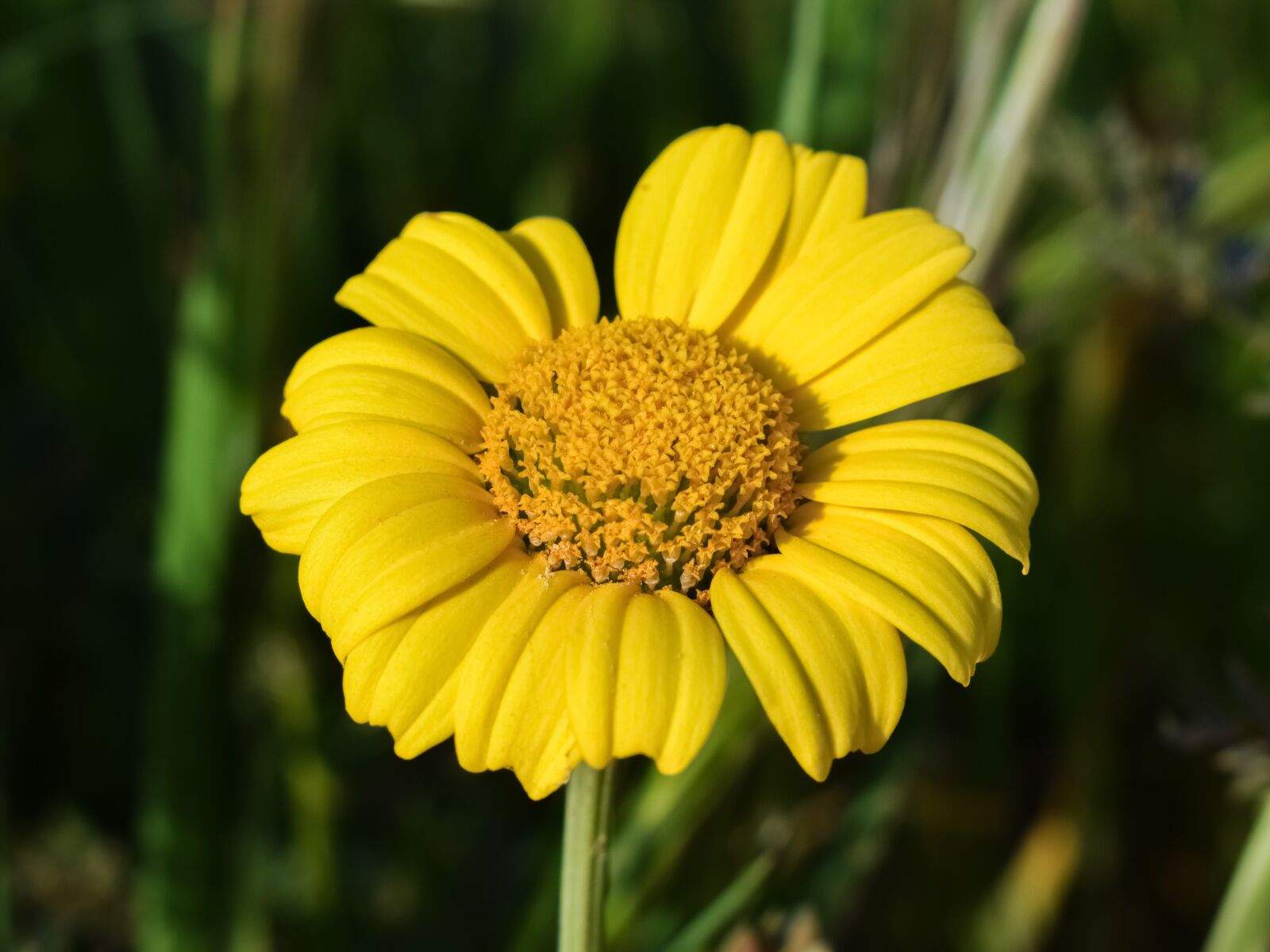 Nikon D3300 sample photo. Daisy, yellow, flower photography