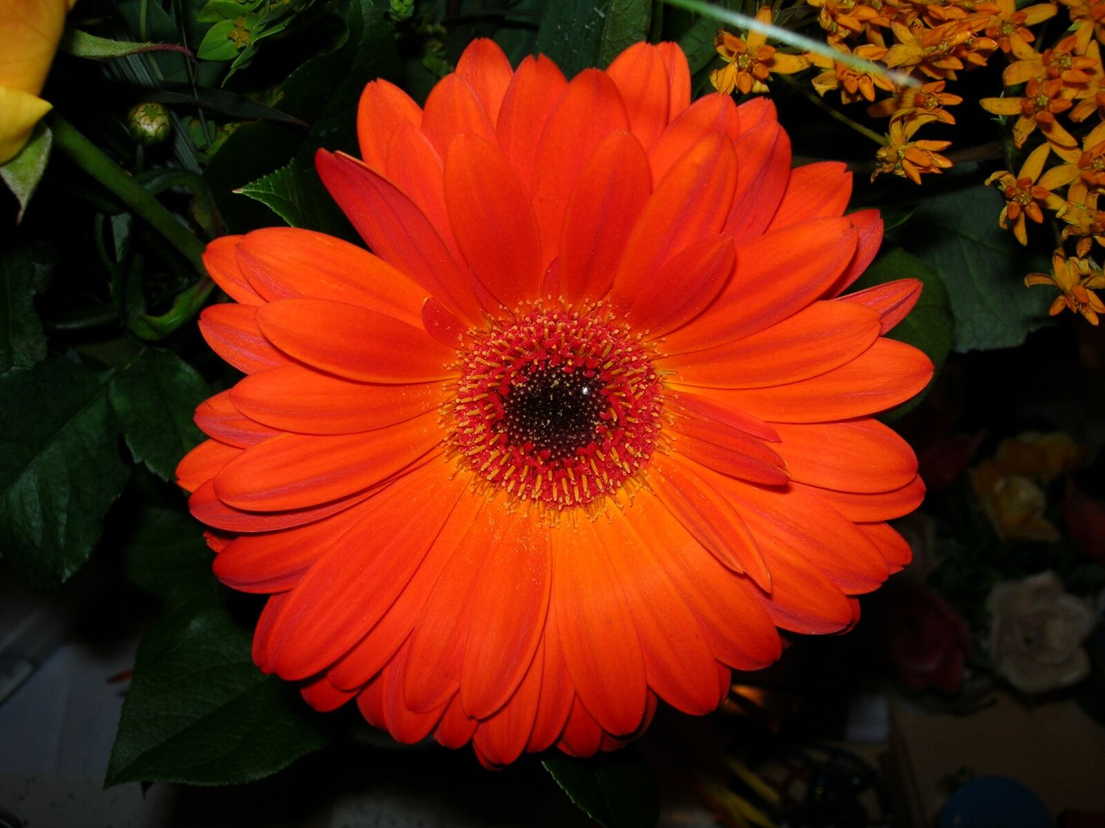 Nikon E5900 sample photo. Flower, gerbera, red photography