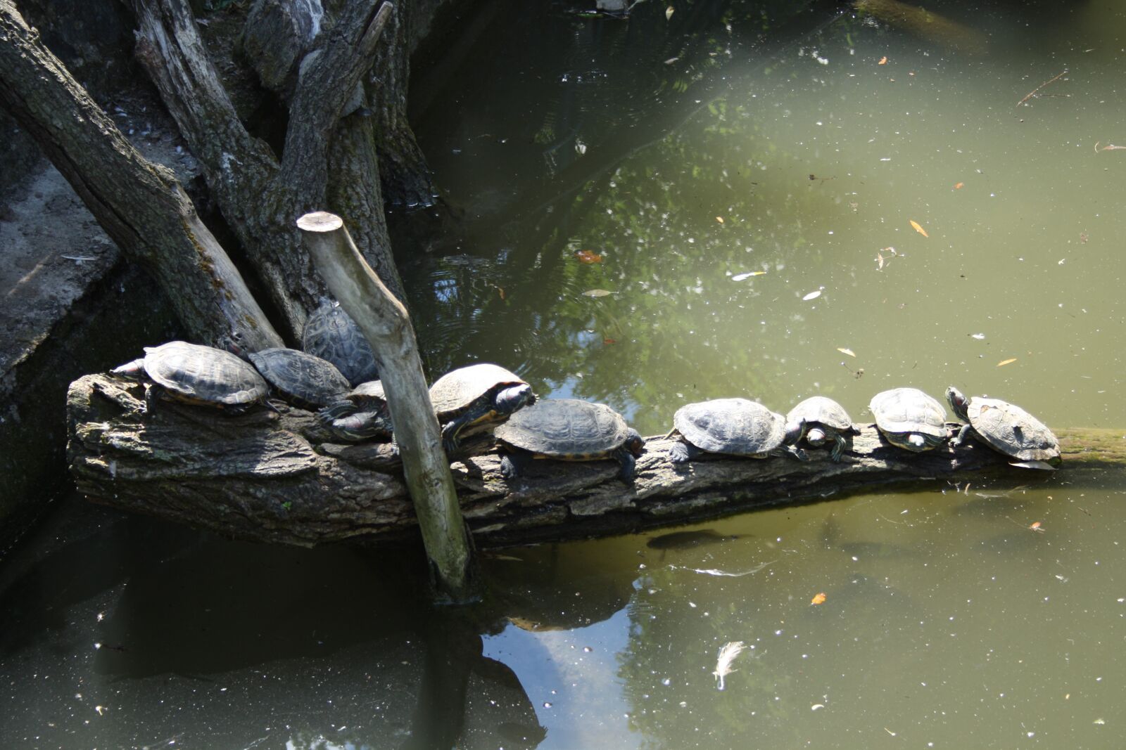 Canon EOS 1000D (EOS Digital Rebel XS / EOS Kiss F) sample photo. Aquatic turtle, aquatic turtles photography