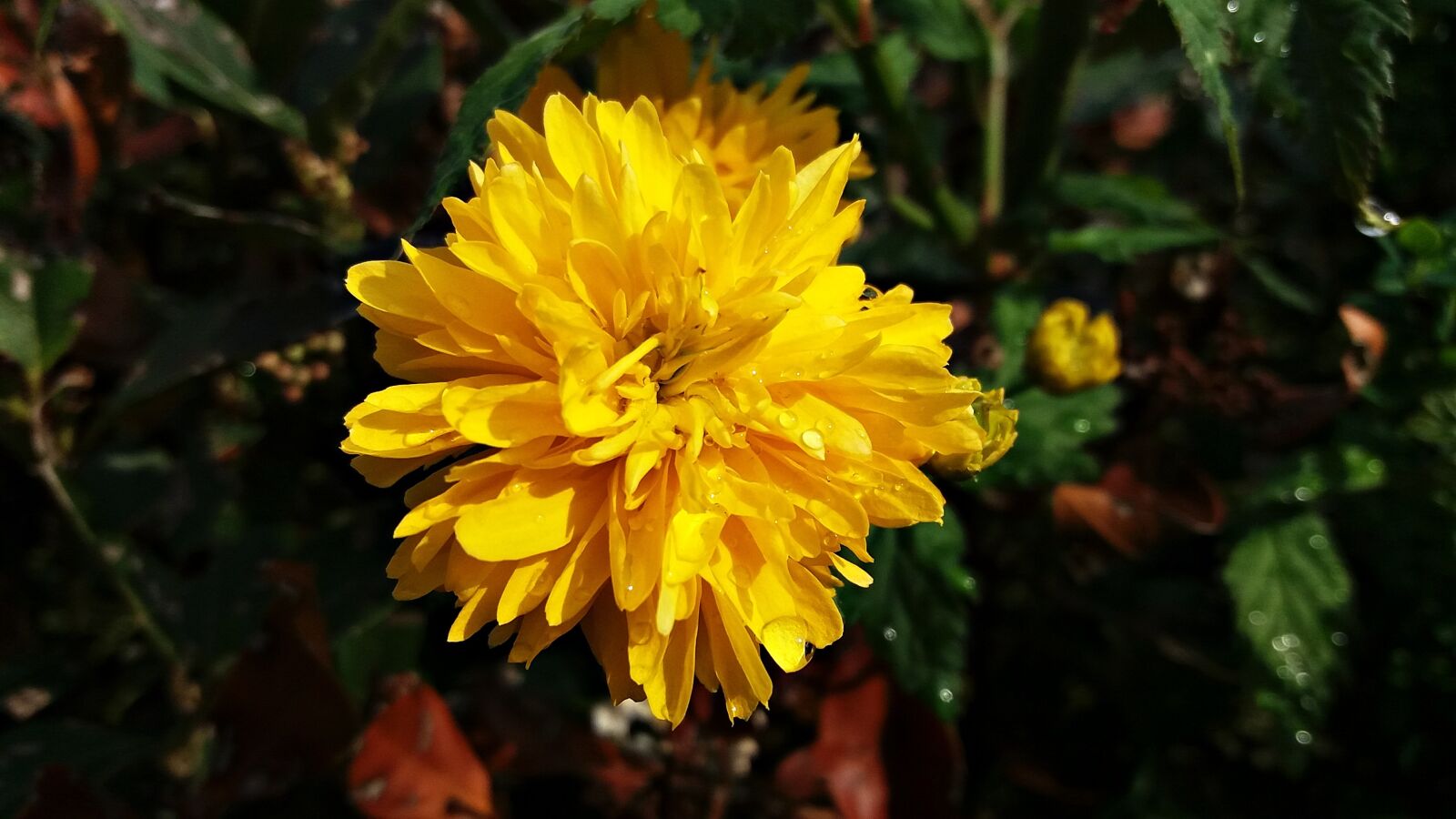 Samsung Galaxy J5 sample photo. Flower, yellow, nature photography