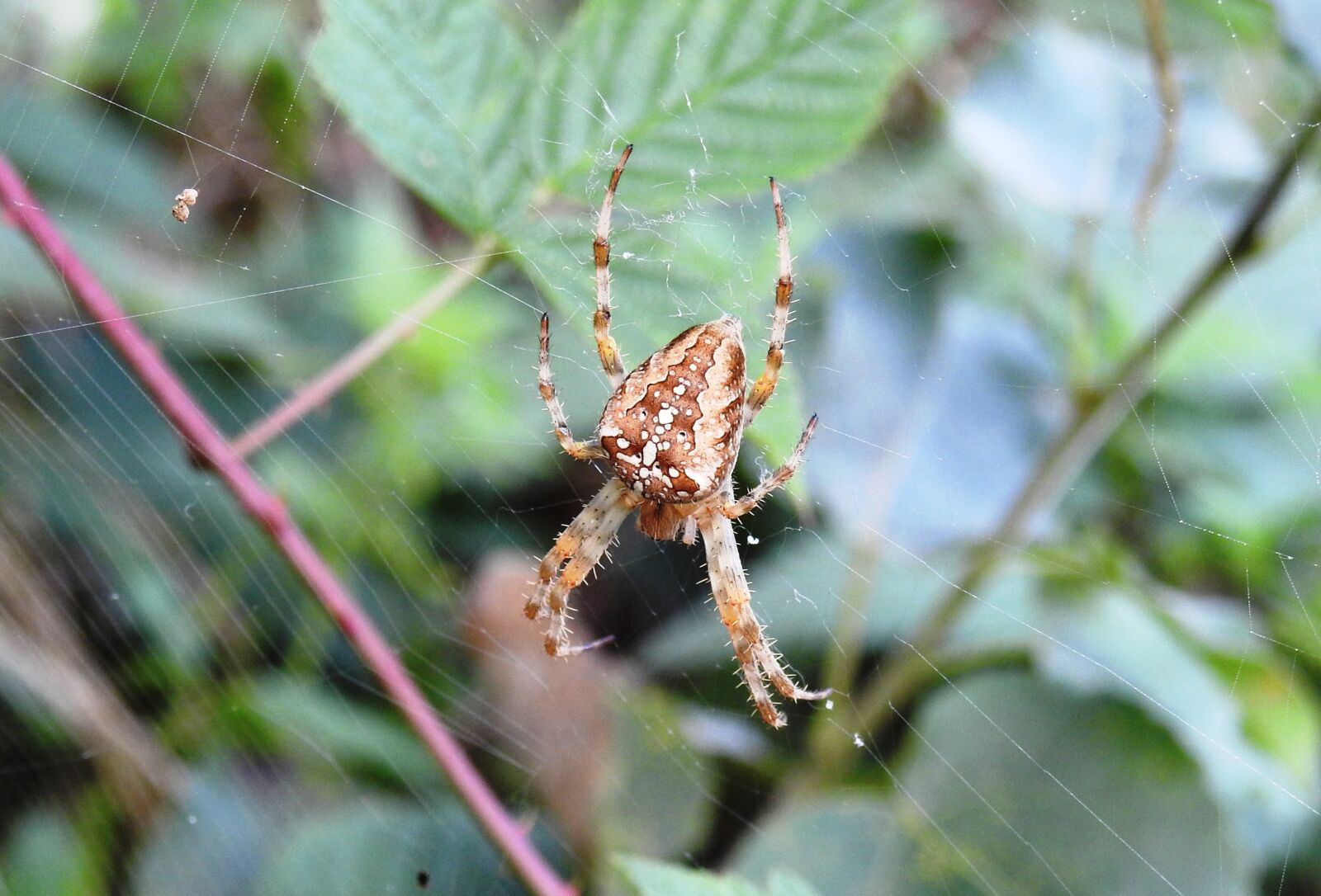 Nikon Coolpix P900 sample photo. Spider, araneus, nature photography