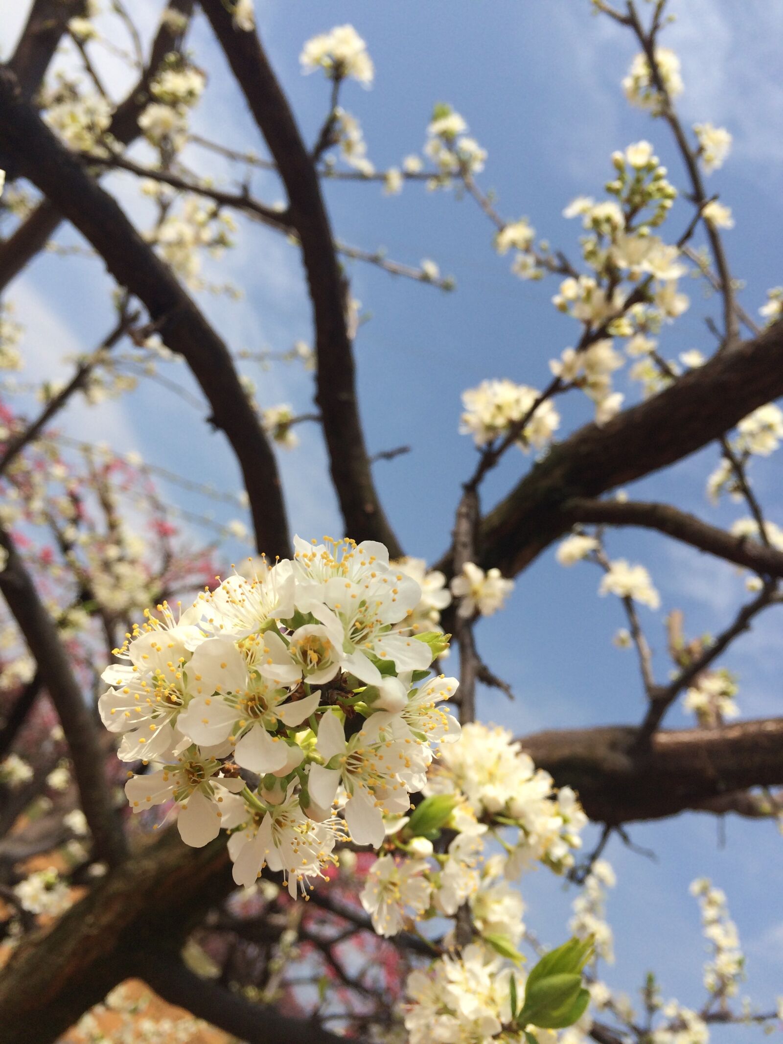 iPhone 5s back camera 4.15mm f/2.2 sample photo. Pear, white, spring equinox photography