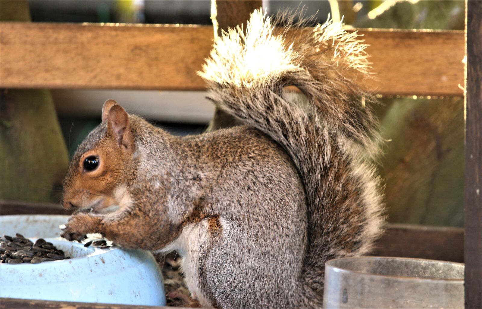 Canon EOS 7D Mark II sample photo. Squirrel, animal, wildlife photography