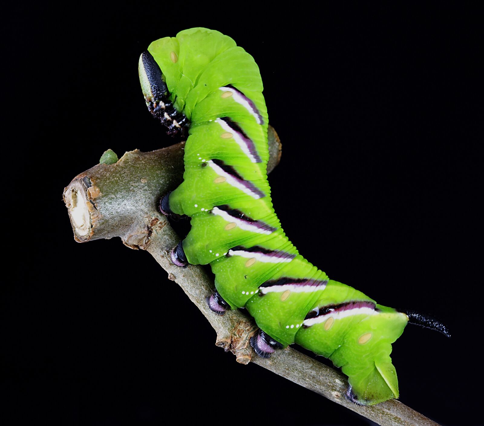 Canon EOS 350D (EOS Digital Rebel XT / EOS Kiss Digital N) sample photo. Caterpillar, larva, camouflage photography