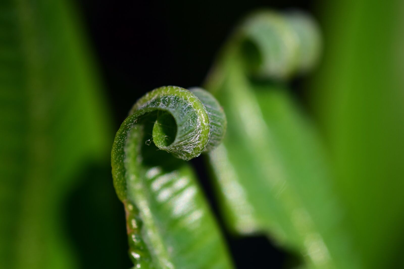 Nikon D3300 sample photo. Fern, green, plant photography
