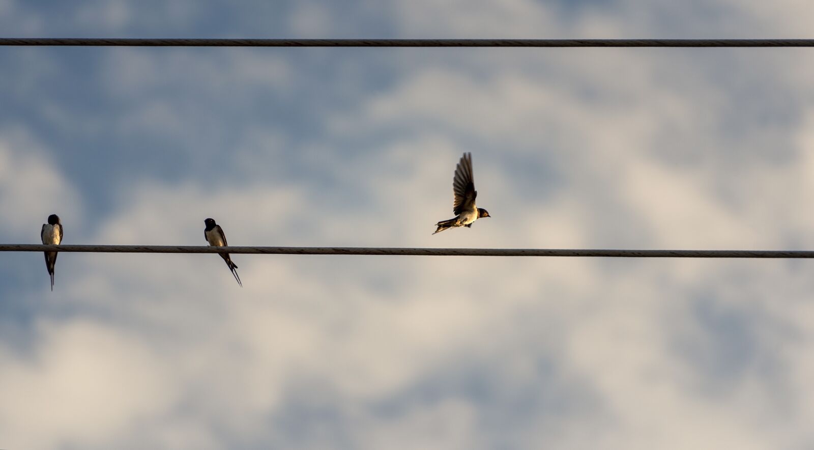Nikon D750 sample photo. Birds, swallows, wings photography