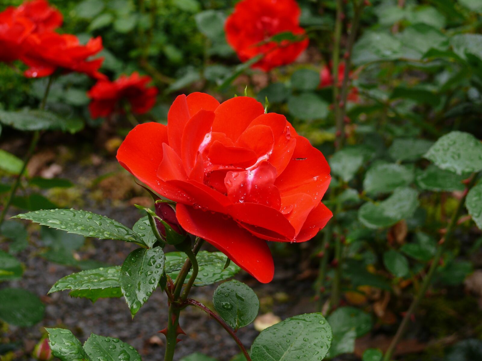 Panasonic DMC-FZ50 sample photo. Rose, red, flower photography