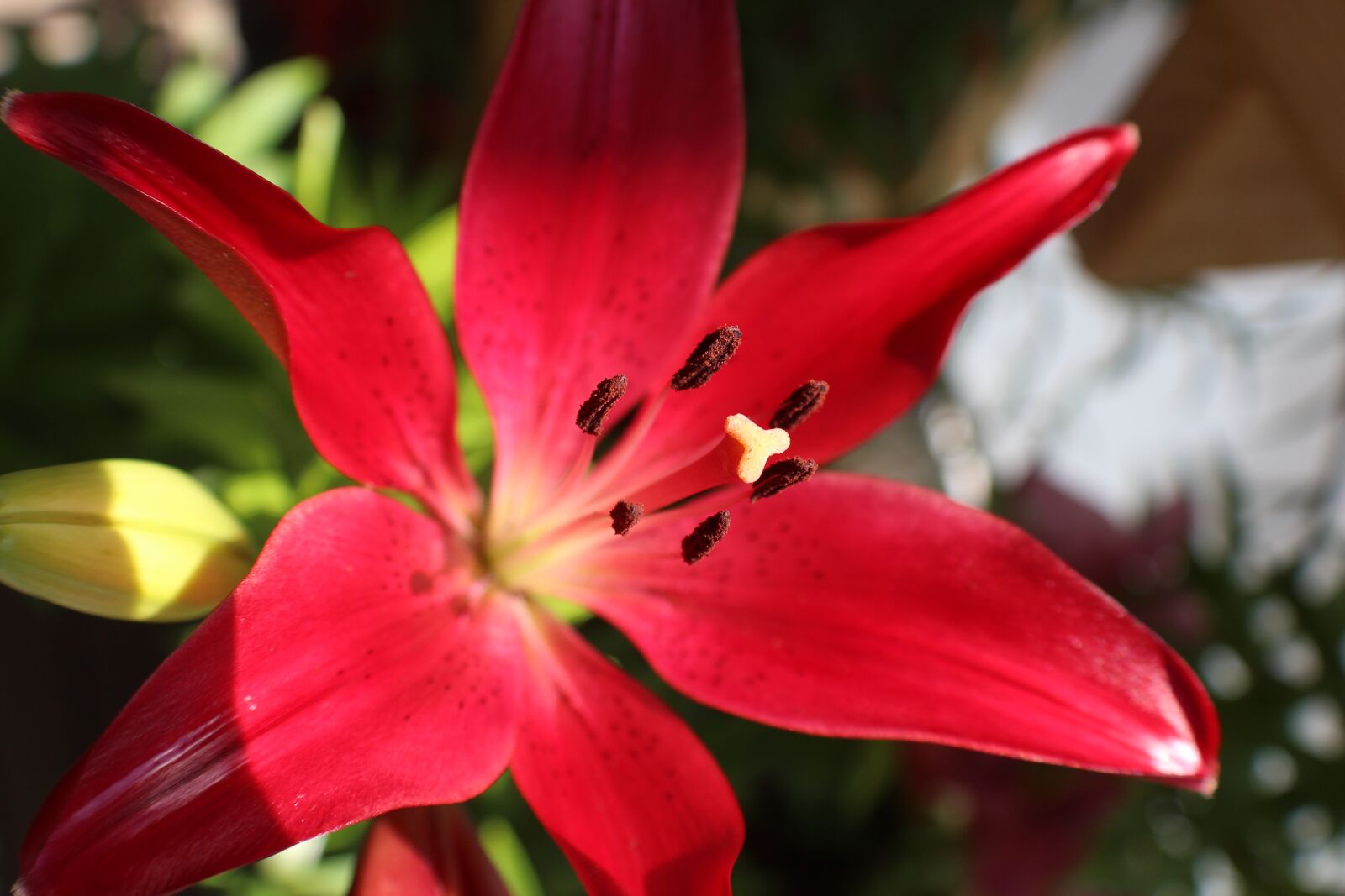 Canon EOS 4000D (EOS Rebel T100 / EOS 3000D) sample photo. Lys, red, flower photography