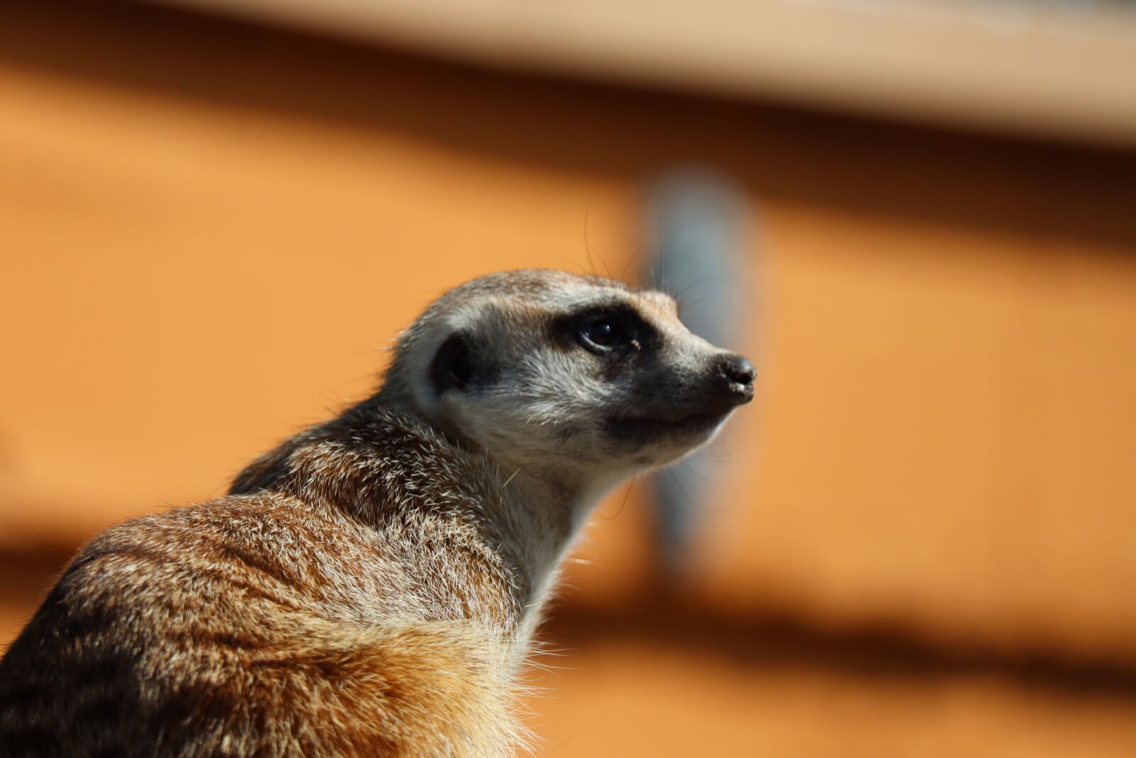 Canon EF-M 55-200mm F4.5-6.3 IS STM sample photo. Meerkat, head, animal photography