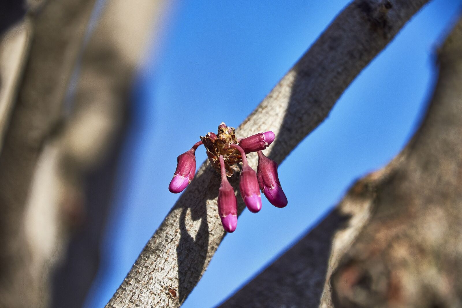 Nikon D7200 sample photo. Cherry, flower, rosa photography