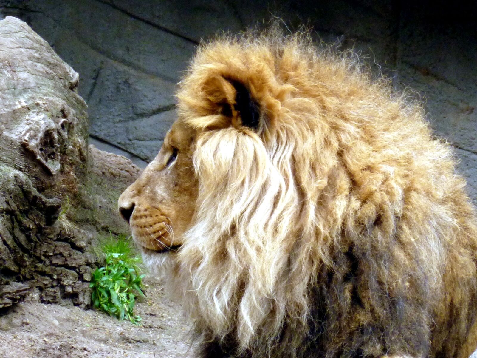 Panasonic DMC-FS37 sample photo. Lion, lions male, animal photography