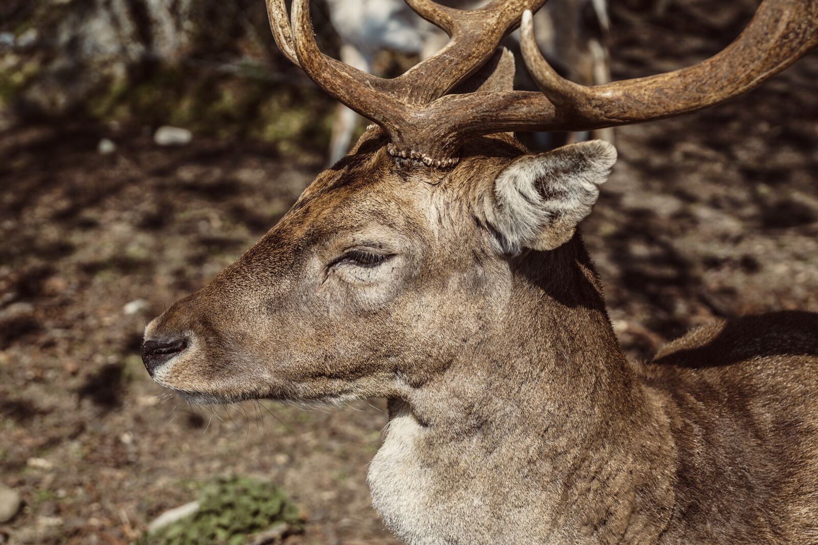 Sony DT 18-135mm F3.5-5.6 SAM sample photo. Hirsch, antler, animal photography