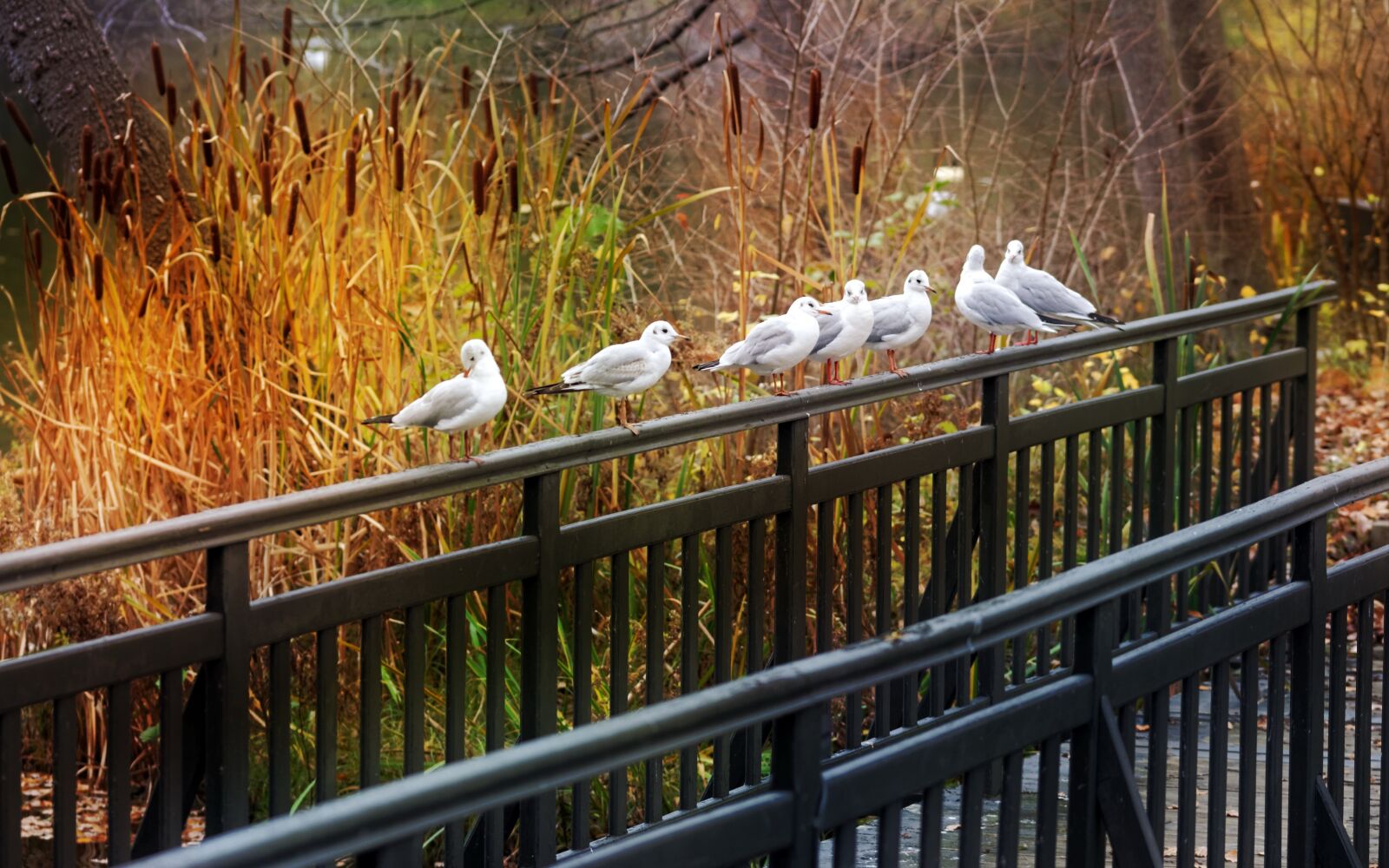 Nikon D5100 sample photo. Birds, plumage, white photography
