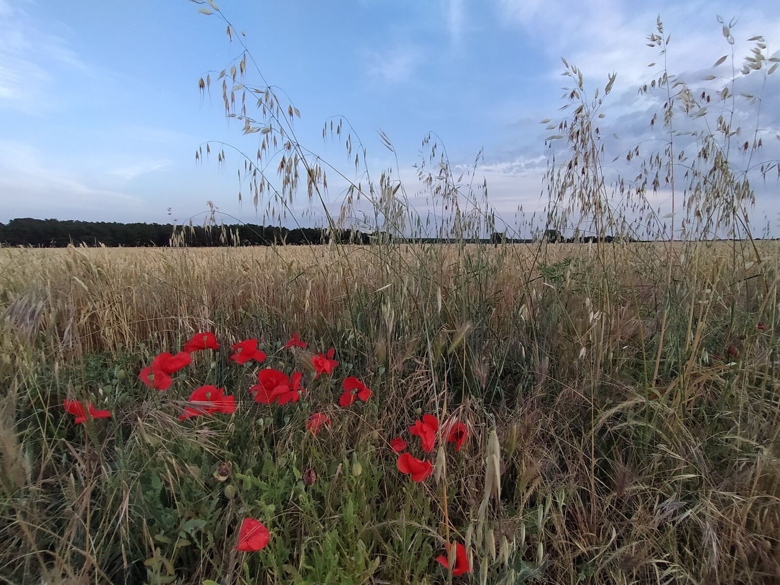 Xiaomi Mi A3 sample photo. Field, cereals, poppies photography