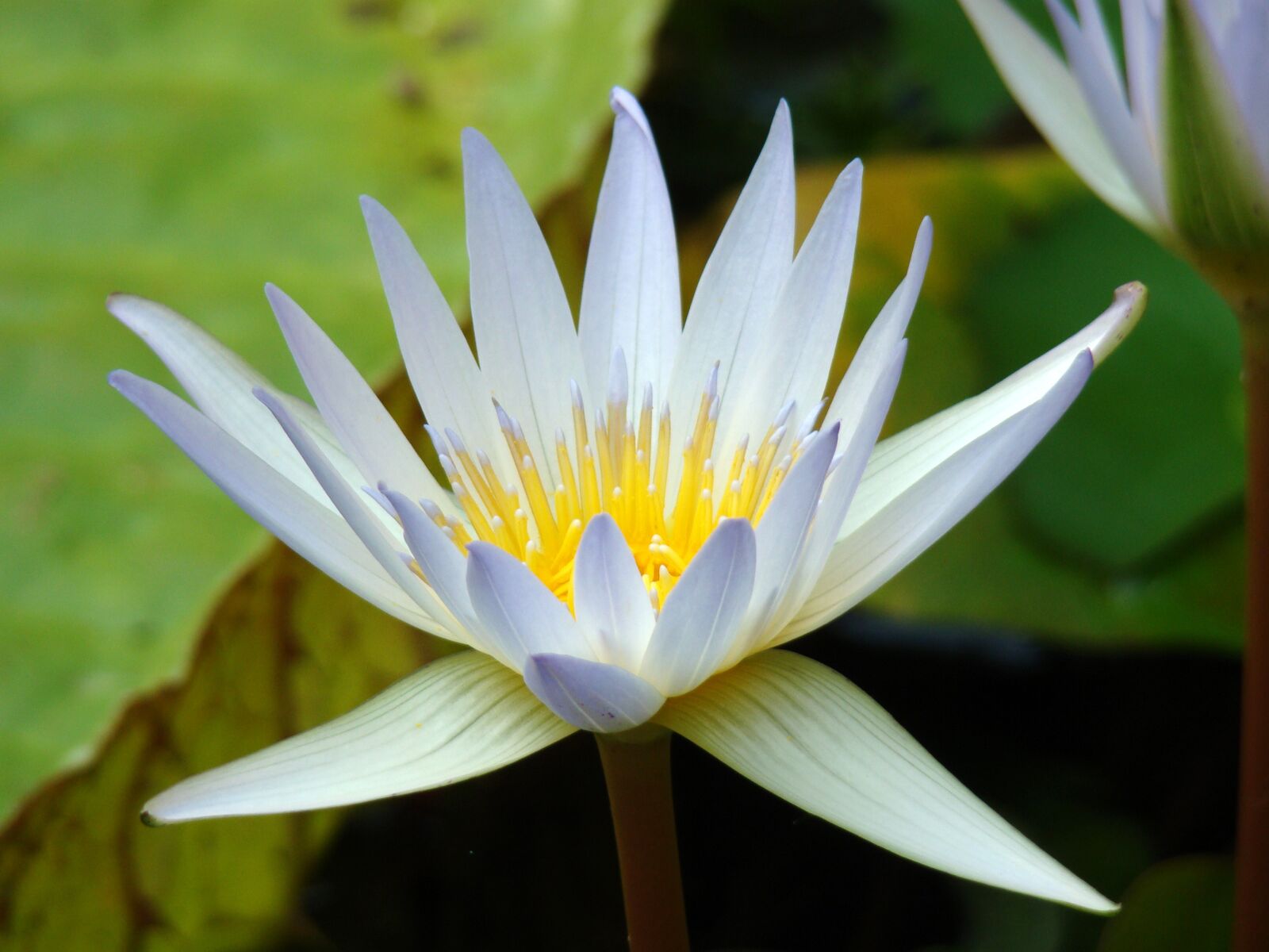 Sony Cyber-shot DSC-H50 sample photo. Lily, flower, lilies photography