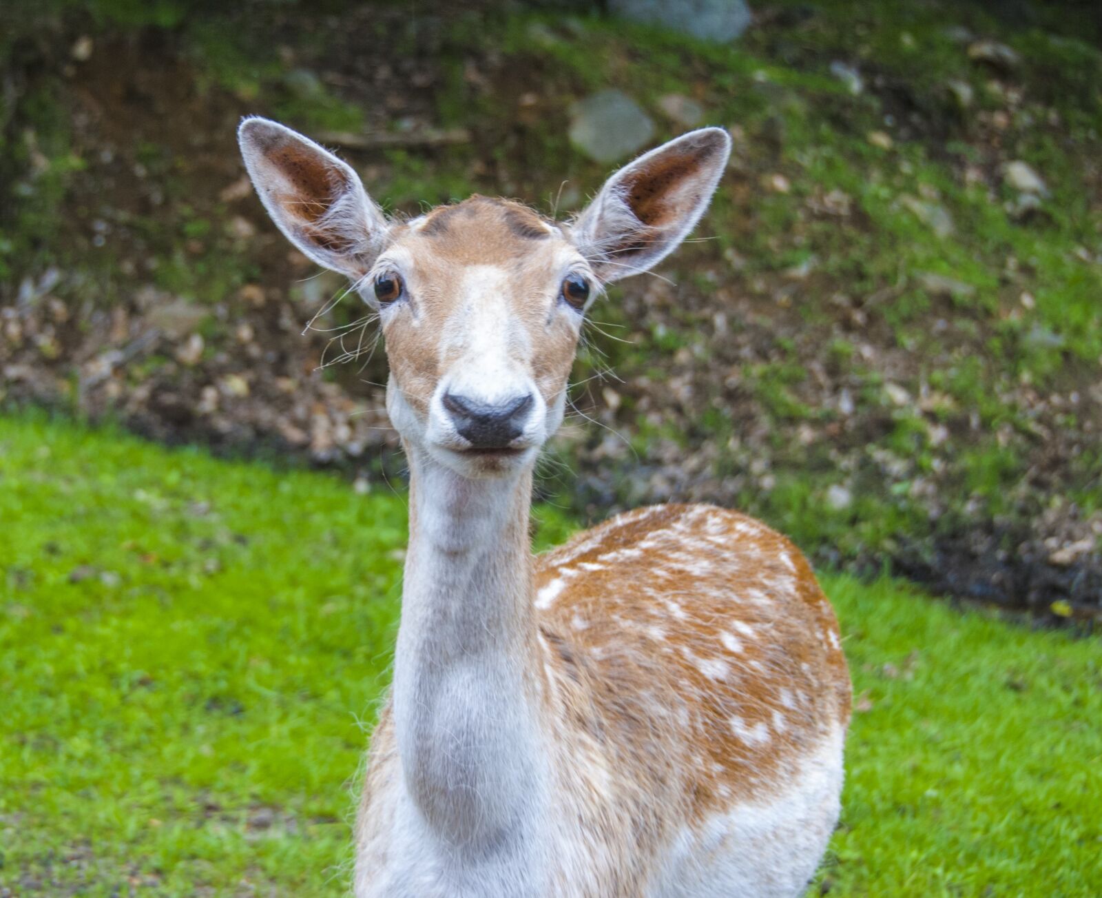 Nikon D80 sample photo. Canada, omega park, fauna photography
