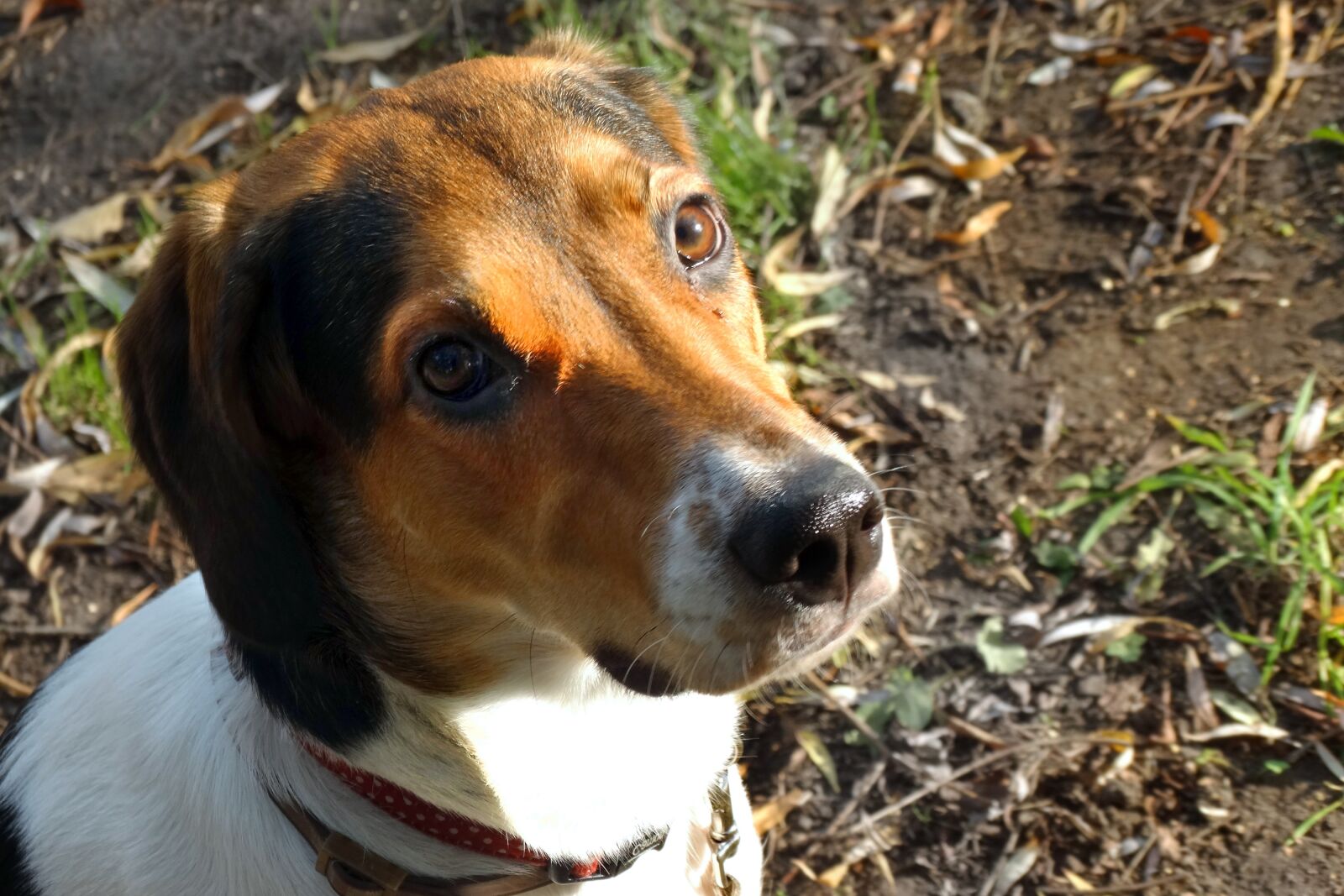 Sony Cyber-shot DSC-HX300 sample photo. Dog, head, portrait photography
