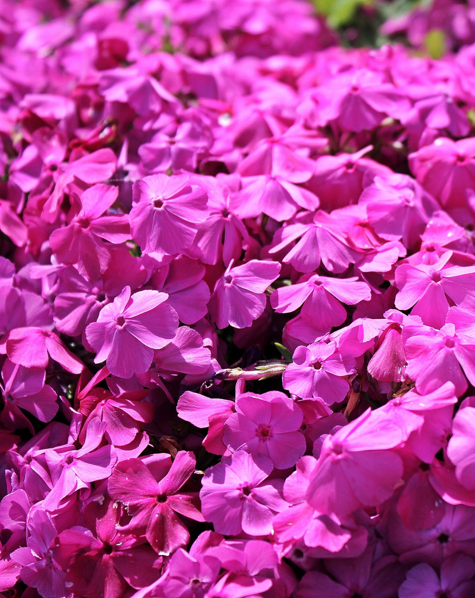 Canon EOS 550D (EOS Rebel T2i / EOS Kiss X4) sample photo. Cranesbill, ground cover, flower photography