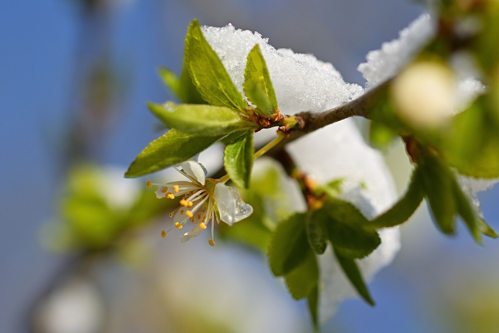 Nikon D5200 sample photo. Nature, cherry blossom, snow photography