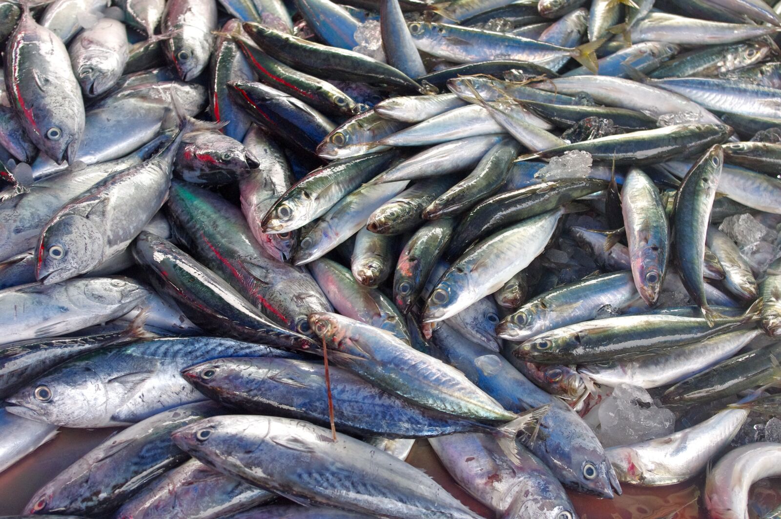 Pentax K-r sample photo. Thailand, thailand-market, fish photography