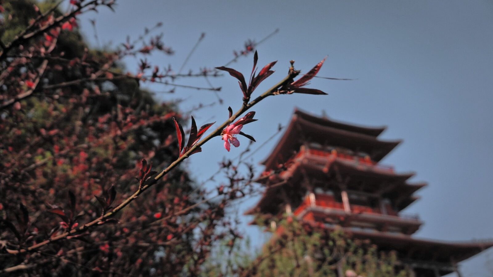 Sony Alpha a5000 (ILCE 5000) sample photo. Attic, ancient architecture, trees photography