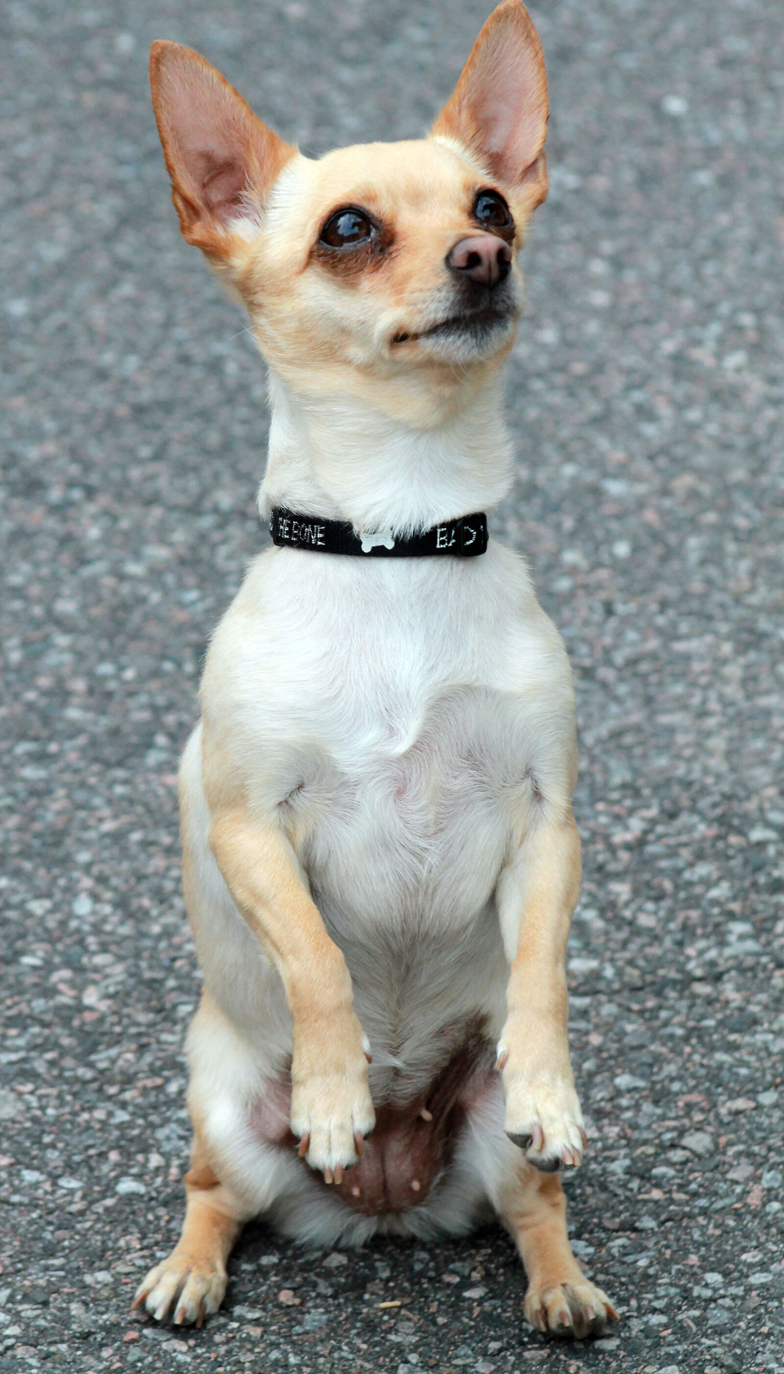 Canon EOS 1100D (EOS Rebel T3 / EOS Kiss X50) sample photo. Chihuahua, dog photography