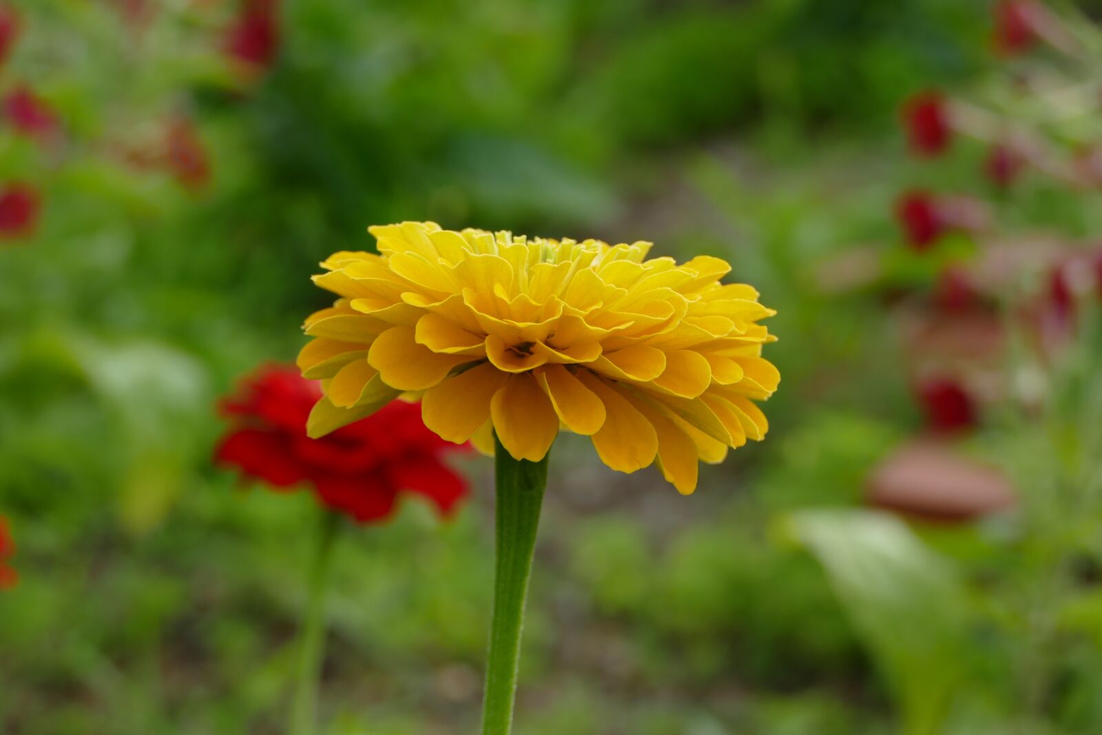 Panasonic Lumix DMC-FZ1000 sample photo. Zinnia, flower, yellow photography