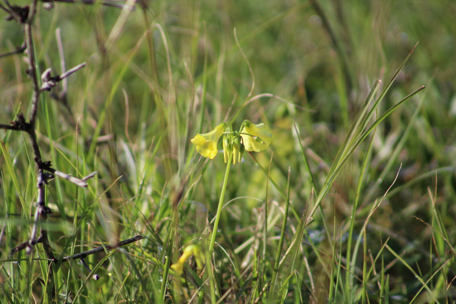 Canon EF 75-300mm f/4-5.6 sample photo. Campo, flor photography