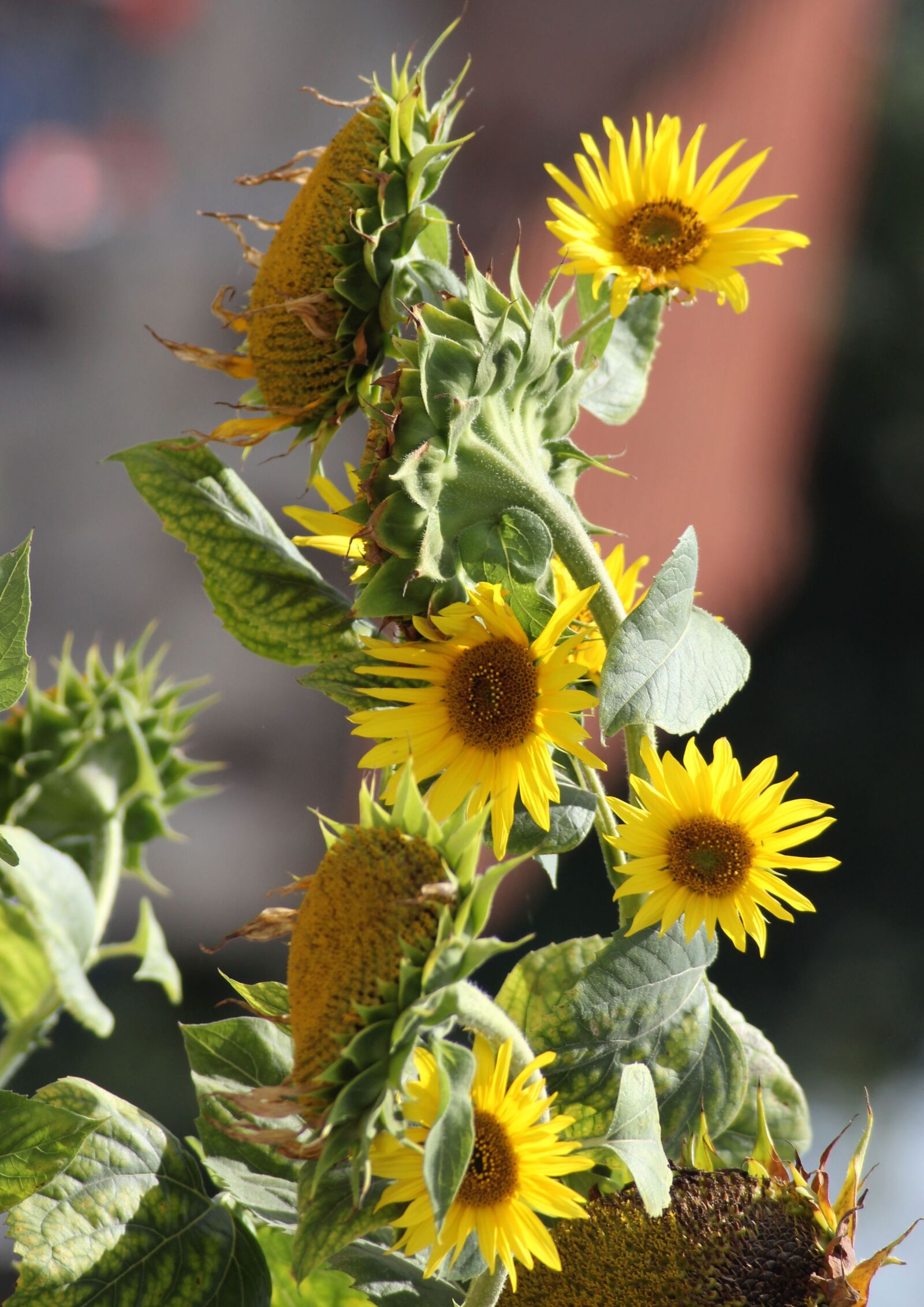 Canon EOS 600D (Rebel EOS T3i / EOS Kiss X5) sample photo. Sunflower, flower, yellow photography