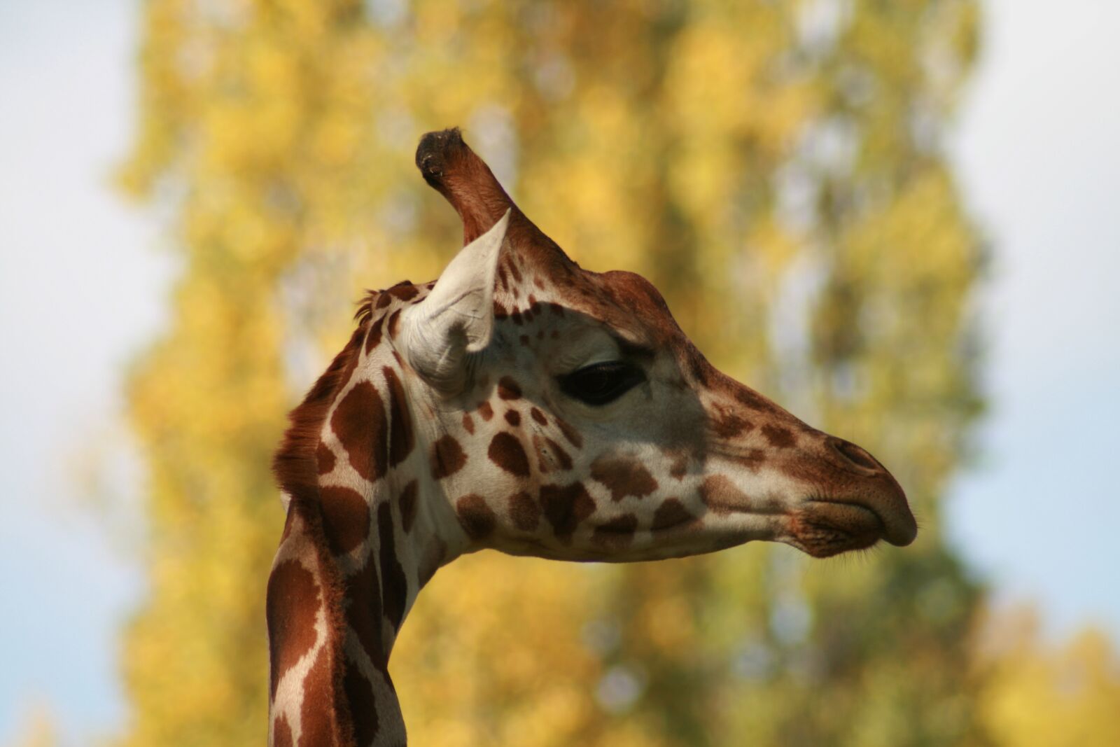 Canon EOS 400D (EOS Digital Rebel XTi / EOS Kiss Digital X) sample photo. Giraffe, zoo, stains photography