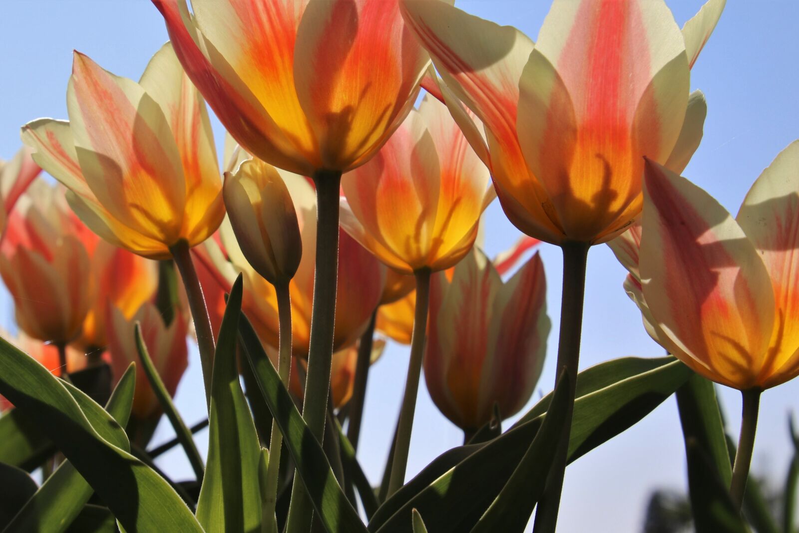 Canon EOS 80D sample photo. Spring, tulips, growth photography