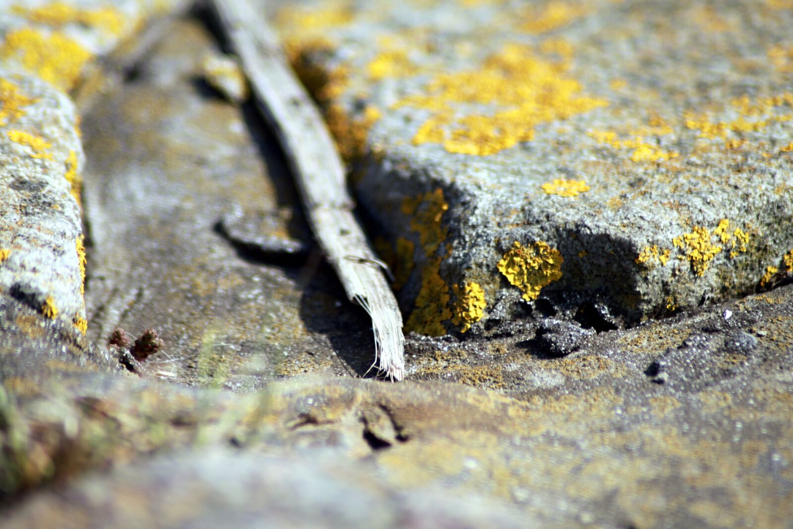 Canon EOS 500D (EOS Rebel T1i / EOS Kiss X3) sample photo. Stones, lichen, rock photography