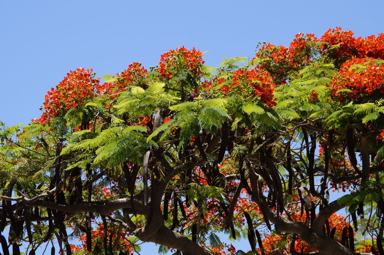 Sony SLT-A58 sample photo. Flamboyant, delonix regia, red photography