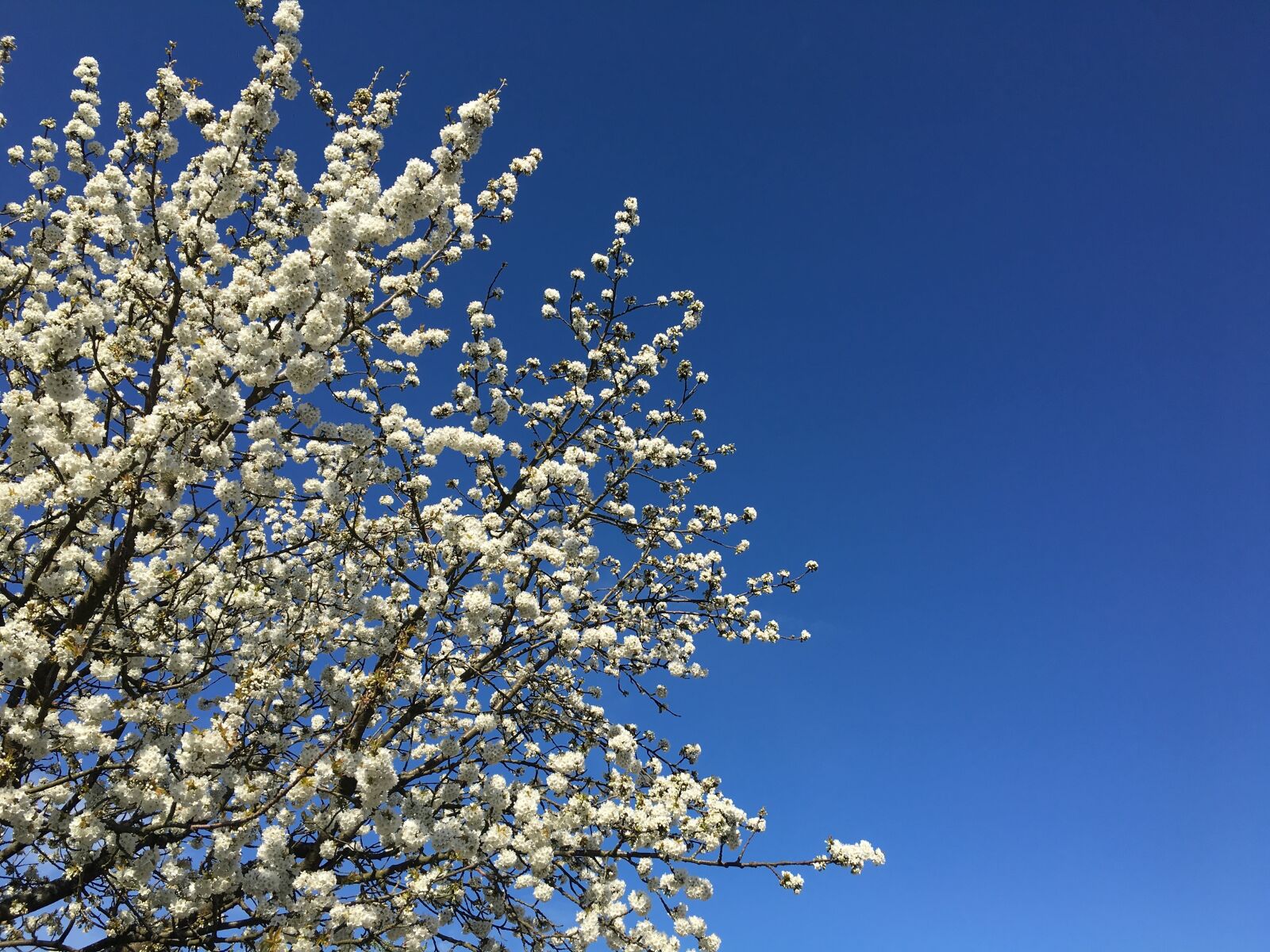 Apple iPhone 6s sample photo. Spring, sky, tree photography