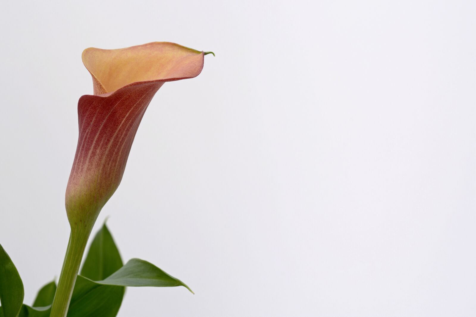 Nikon D7100 sample photo. Calla, blossom, bloom photography